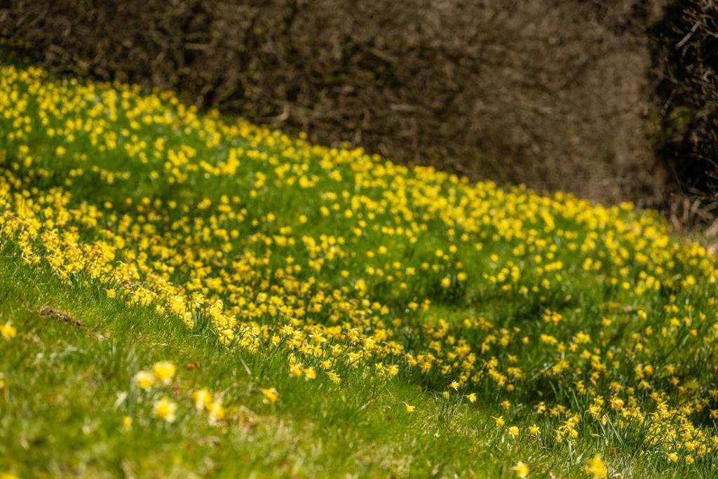 Haus Sonnentau Daire Monschau Dış mekan fotoğraf