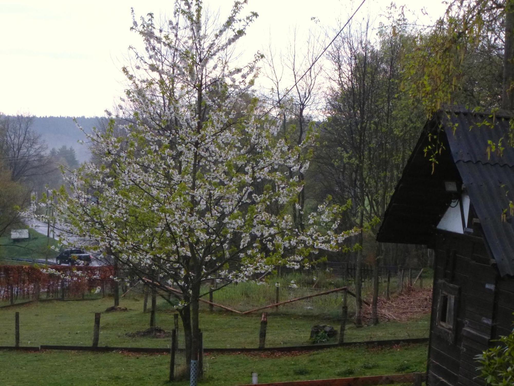 Haus Sonnentau Daire Monschau Dış mekan fotoğraf